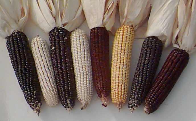 Organic Corn for Sale Varieties