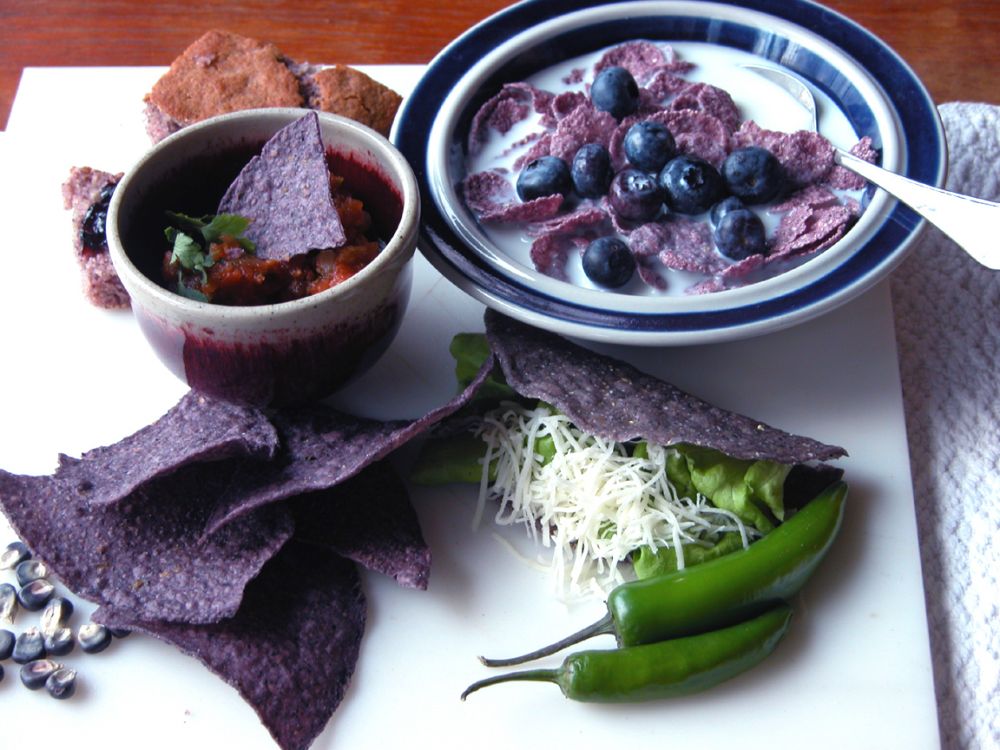 Non-GMO Indigo Blue corn