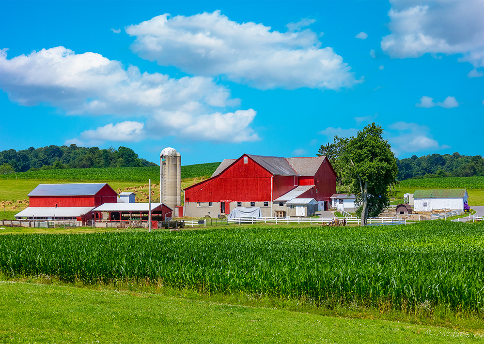 Organic Grain Buyers | Organic Corn Buyers | Clarkson Grain