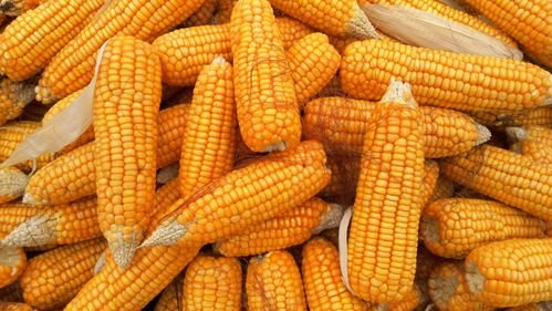 Sell Your Corn to a Trusted Buyer