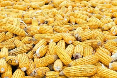 Organic Corn in Bulk