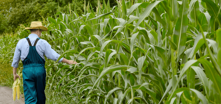 Feed-Grade Non-GMO Corn for Sale